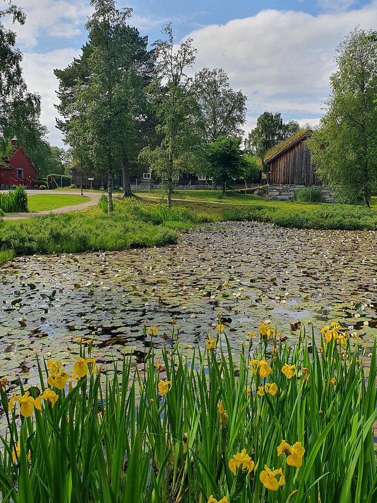 Sverdliljer i forgrunnen 