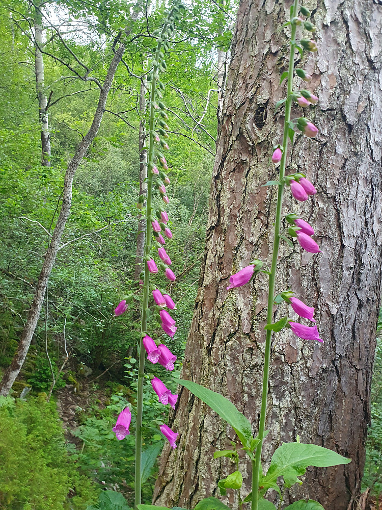 Revebjelle 