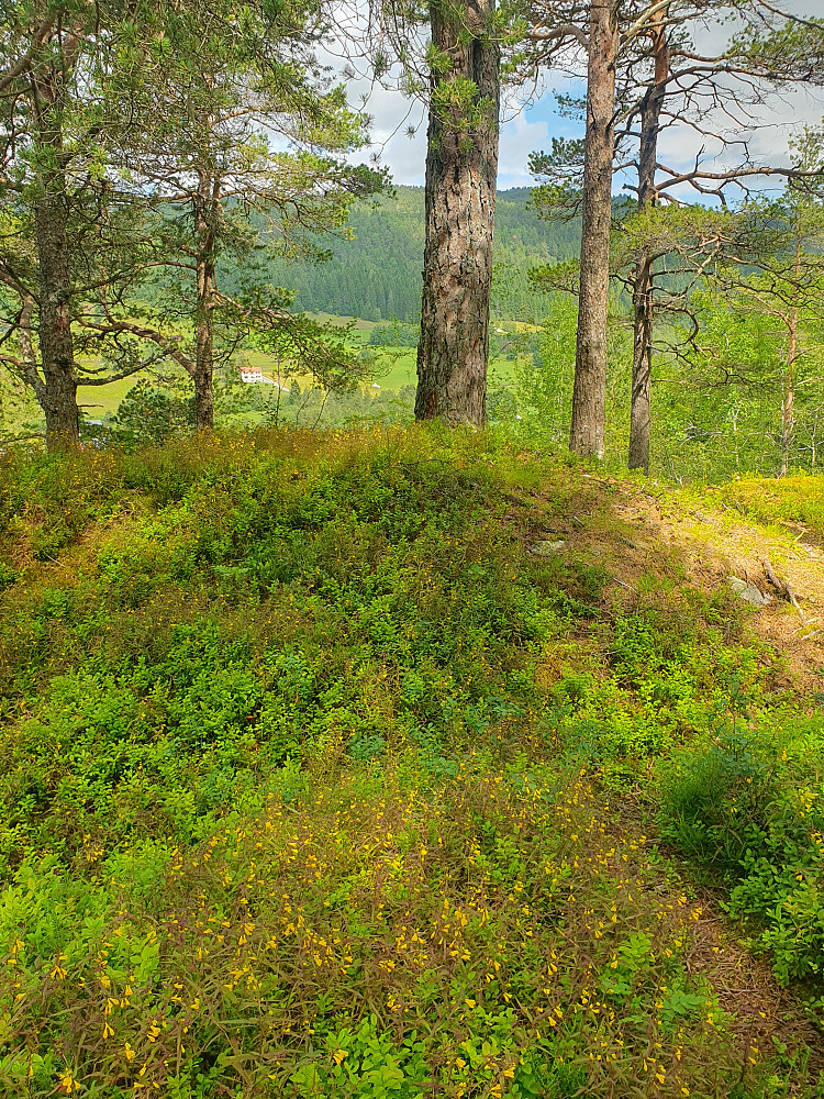 Mye Stormarimjelle i skogen, her på toppen.
