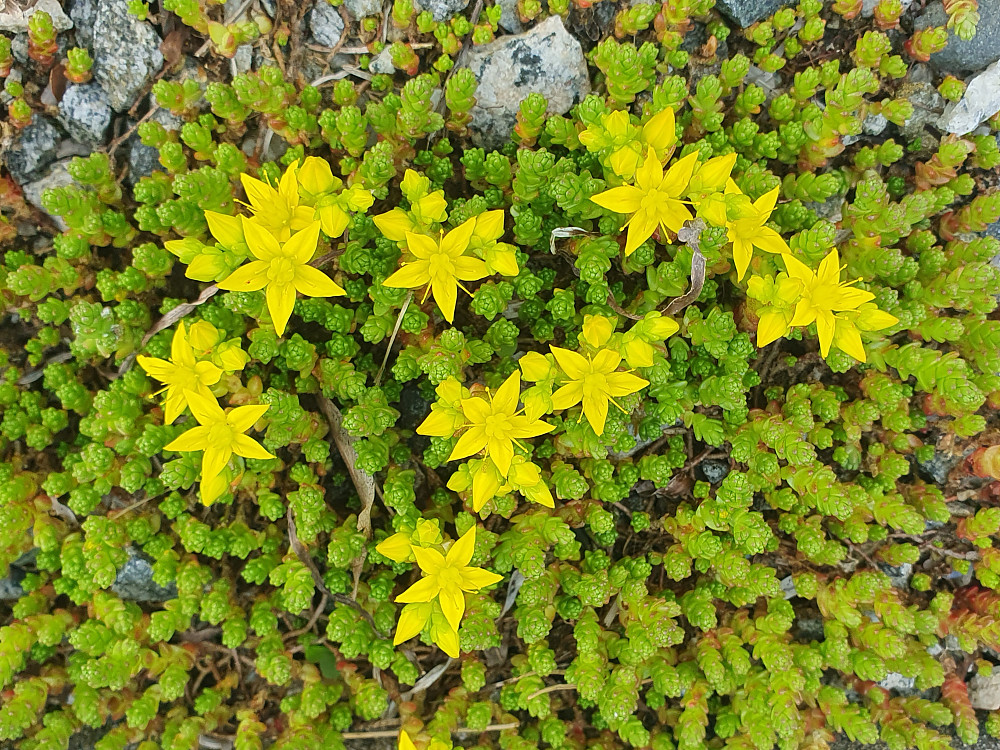 Bitterbergknapp