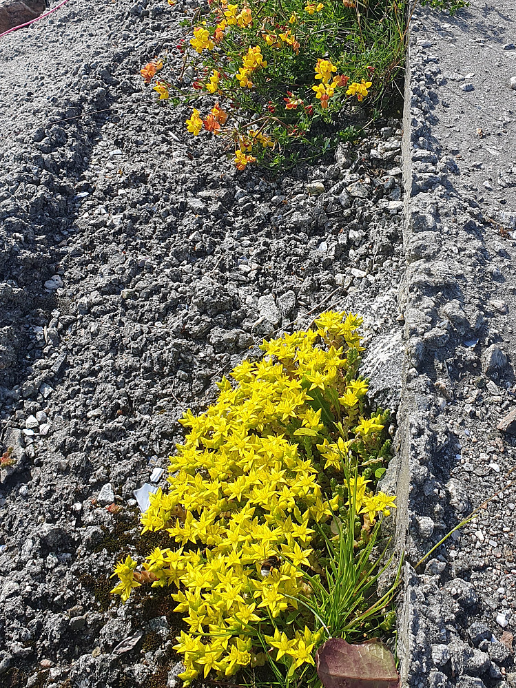 Bitterbergknapp og Tiriltunge 