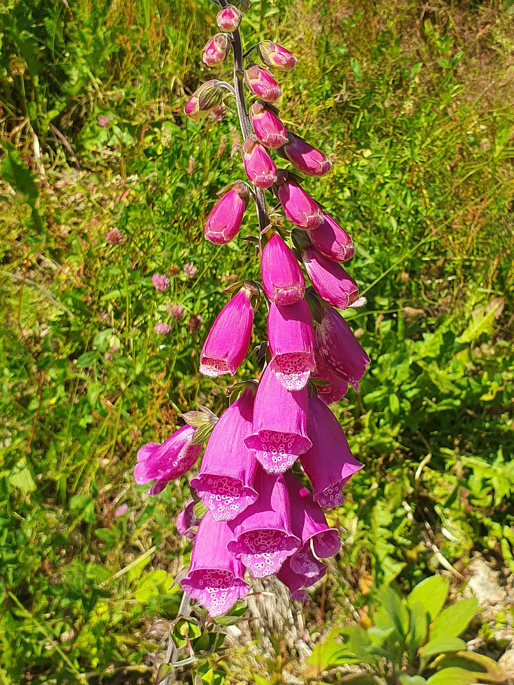 Revebjelle 