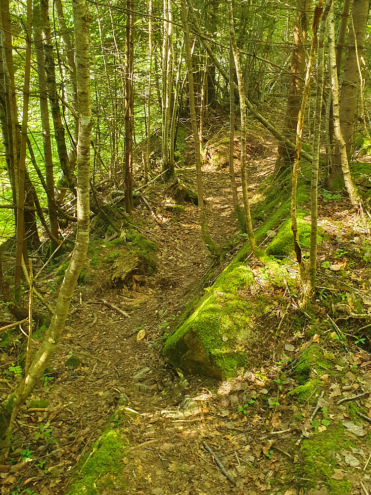 Retiroskogen 