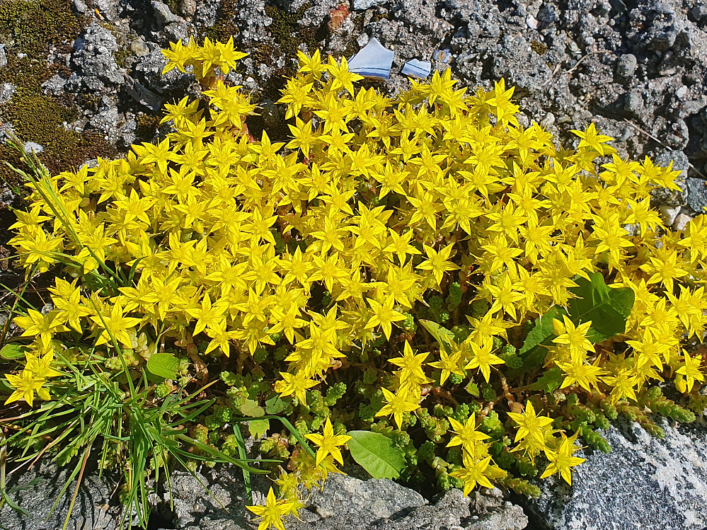 Bitterbergknapp 