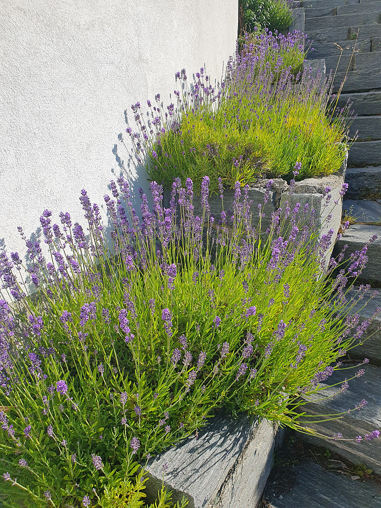 Lavendel i kirketrappa