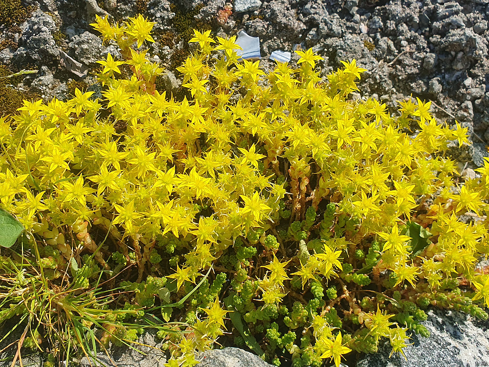 Bitterbergknapp 