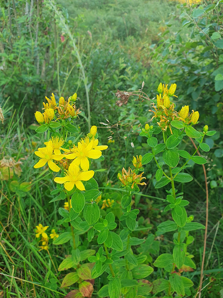 Firkantperikum 