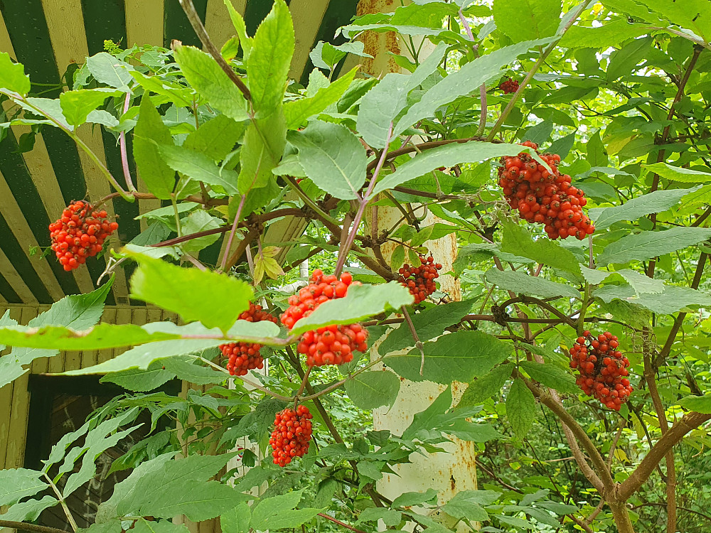 Rødhyll