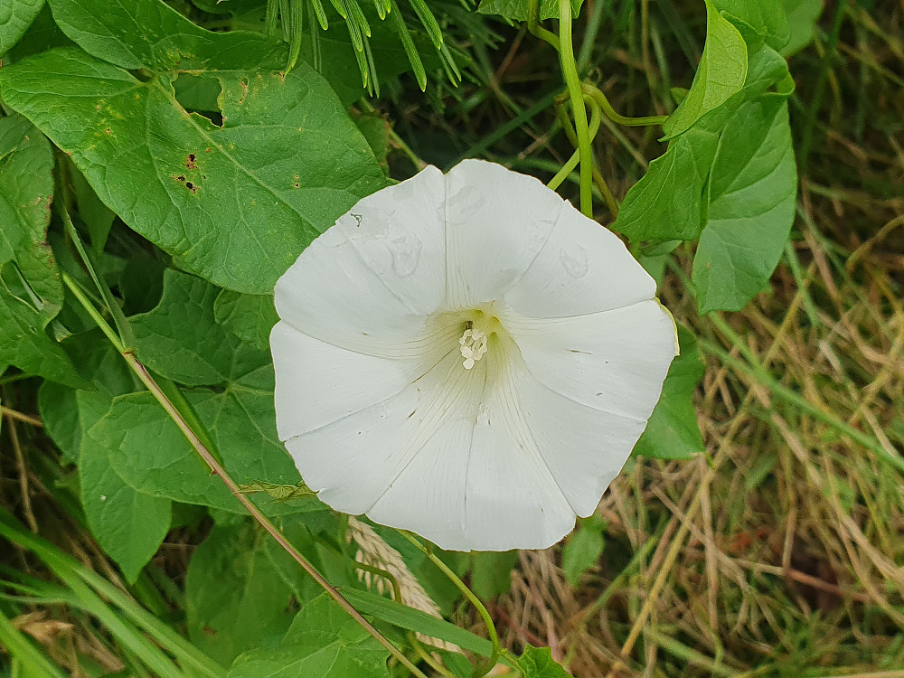 Strandvindel 