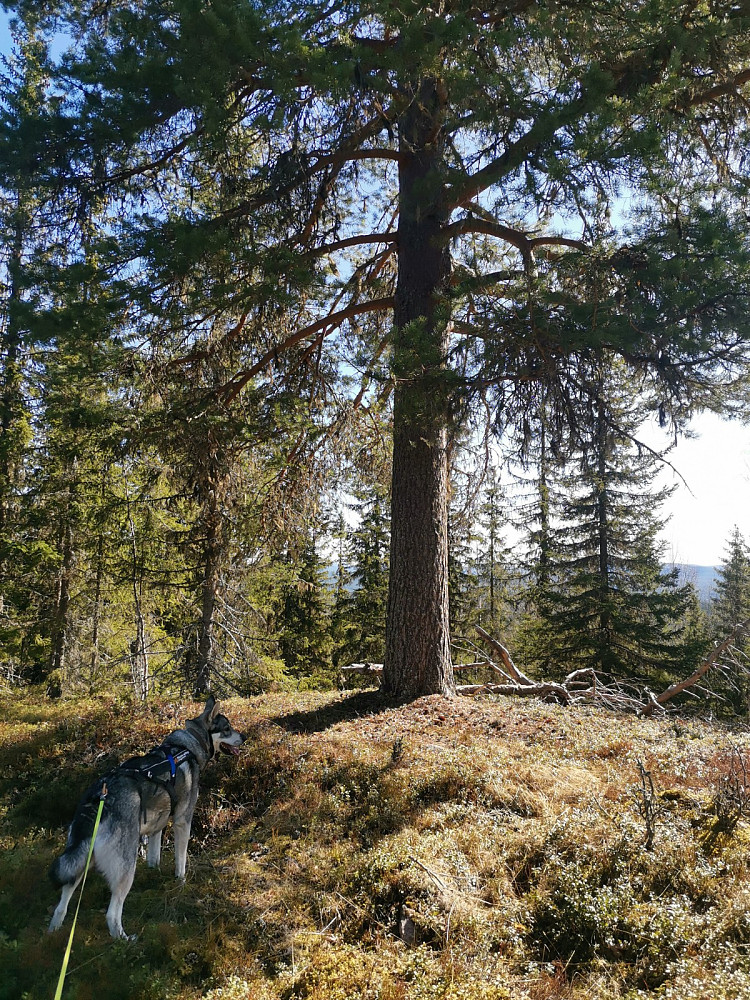 Sør for Østre Ygelkletten.