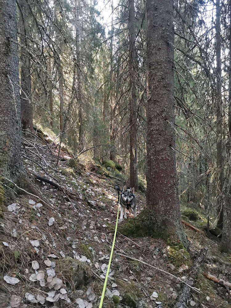 Frøya med kubikkgran!