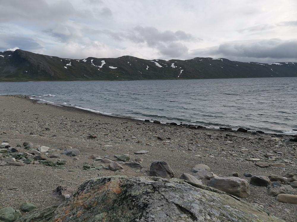 Bølgeskvulp.