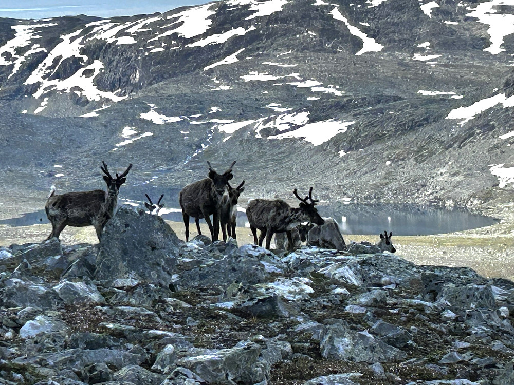 Hyggelig og nysgjerrig selskap på morgenkvisten opp motbakken til Semeltinden