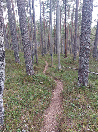 Fint skogsterreng oppe på flata