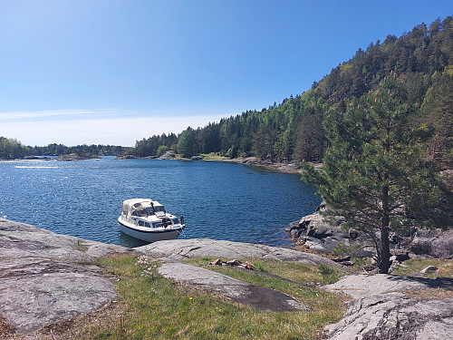 Skutevikkilen