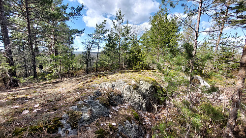 Skogstopp. Lifjell