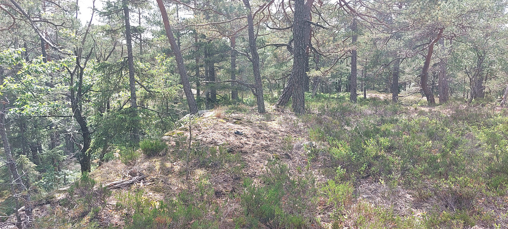 Skogtopp