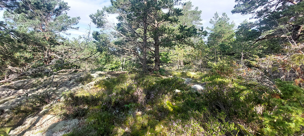 Brevikheia, toppen av Arøy
