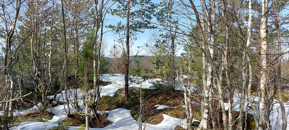 Mye lav løvskog første del.