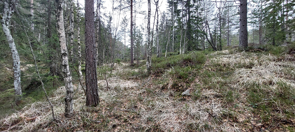 Her går det sti opp til høyre