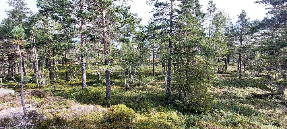 Toppområdet