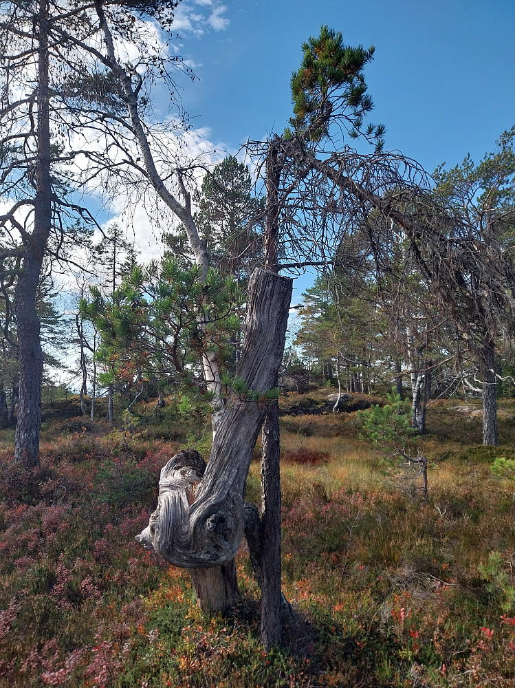 Bøfjell. Toppområdet