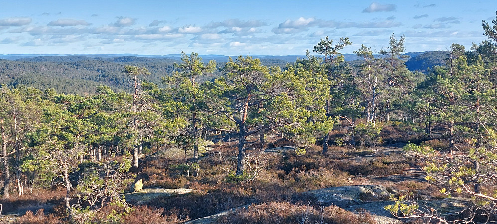  Toppområdet
