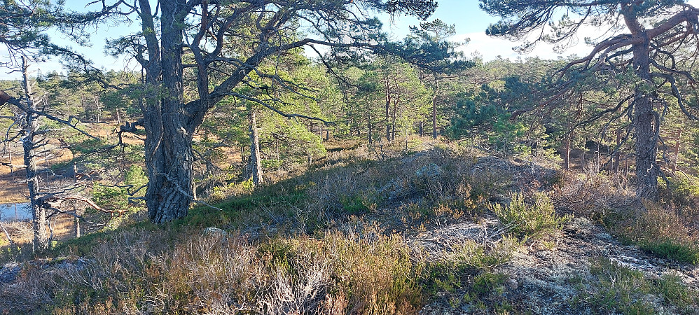  Toppområdet