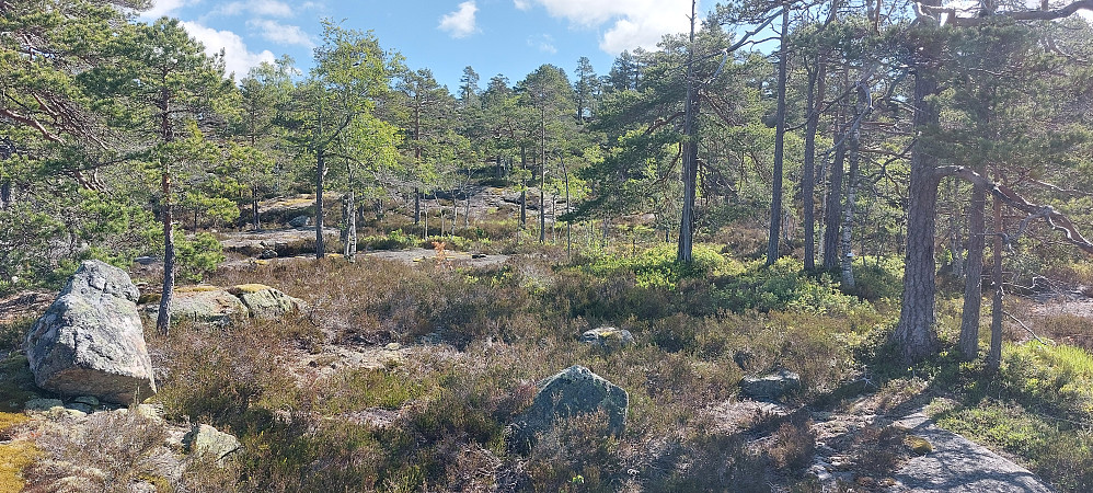  Lyng og svafjell 