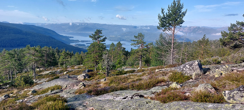 Ut av skogen på vei opp til Håvenut og utsikten kommer