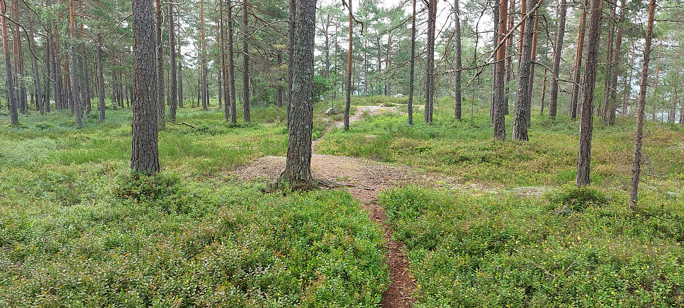 Toppunkt inne i skogen