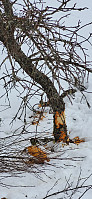 Icemann99_20230319_641719e228880.jpg