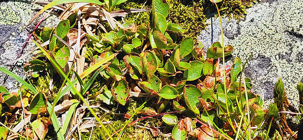 Musøre er en tresort, og regnes som "verdens minste tre". Den blir 1 til 5 cm høy og blomstrer i juni til juli. Bladene er grønne, en til to cm brede, med nedbøyde sagtenner. Hannraklen er gulfarget, mens hunnblomsterens kjønnsorgan er røde. -Wikipedia tekst-