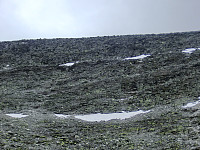 Icemann99_20250406_67f259843a3ab.jpg