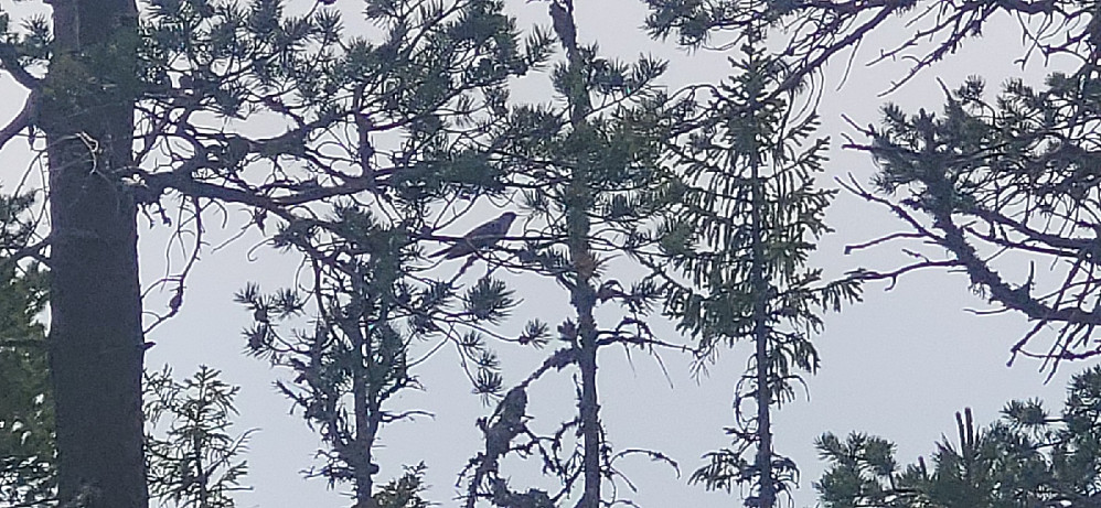 HEr dukket gjøken plutselig opp gitt... morro..