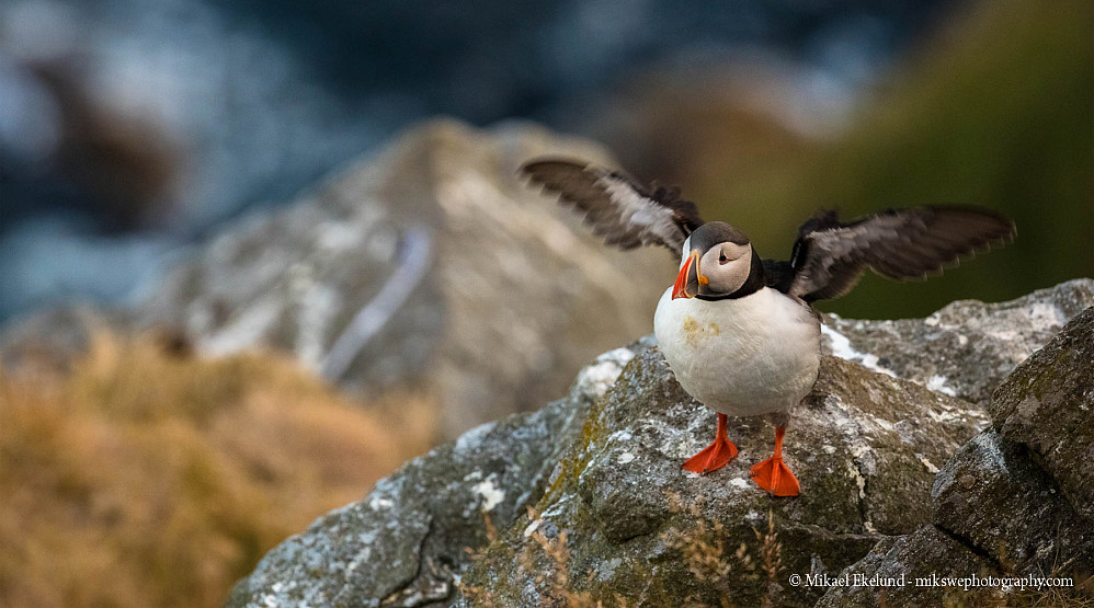 Siden vi ikke så en eneste Lundefugl, har jeg lagt ved et nydelig bilde tatt fra båten Aquila (Runde Boattrip) av Mikael Ekelund. (https://www.mikswephotography.com/)