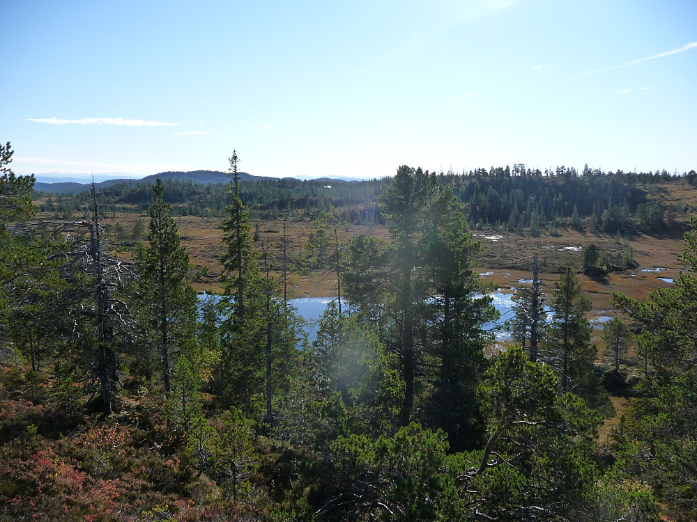 Lomtjønna