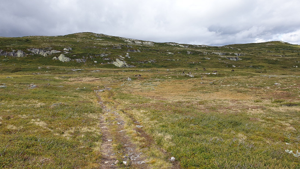 Reinsdyrflokk