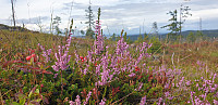 GreteR_20210815_61193d43f006e.jpg