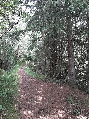 Stien innover skogen
