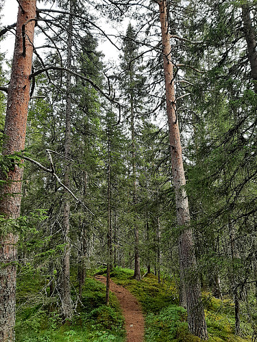 I skogen videre mot Storvatnet