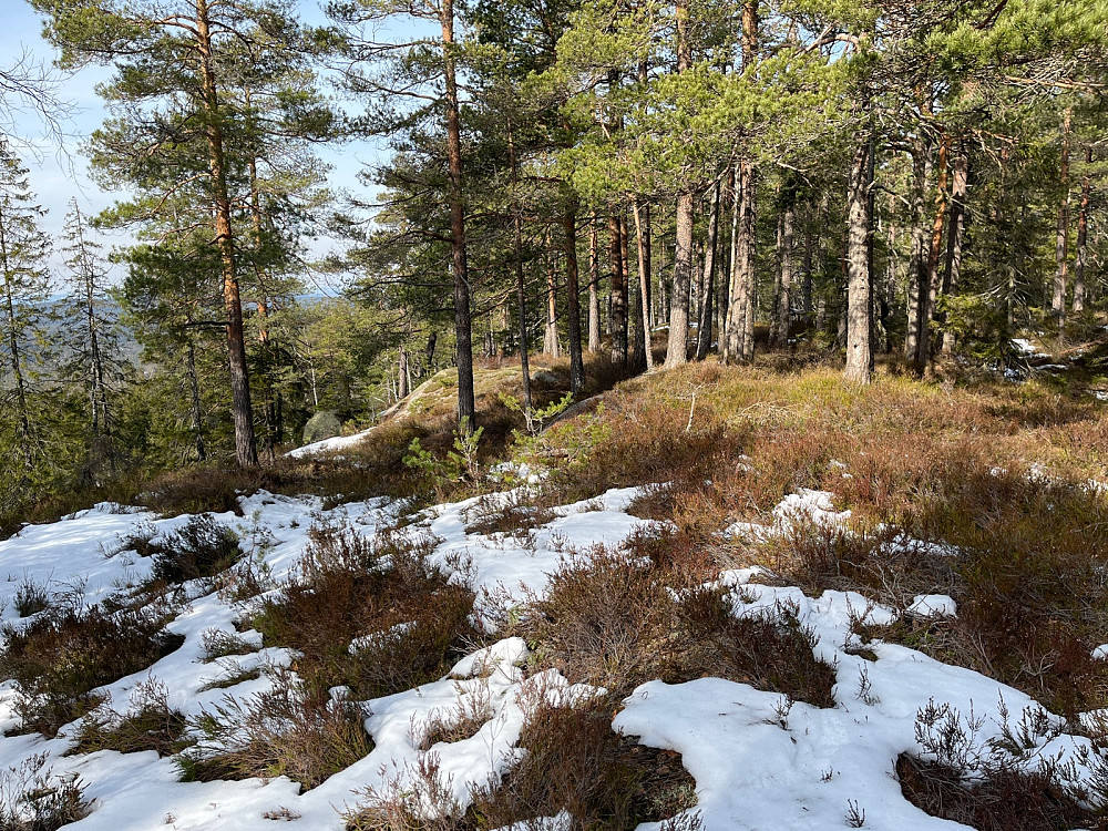 Slottemyråsen