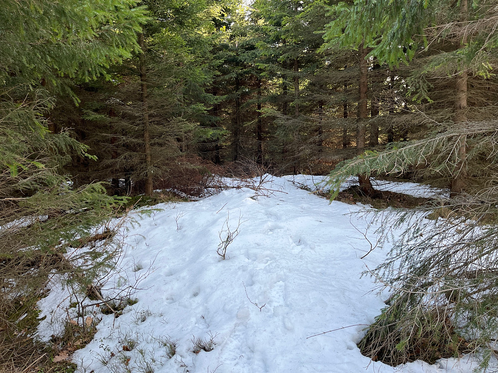 Kubakkåsen mot toppen og inn i granskogen