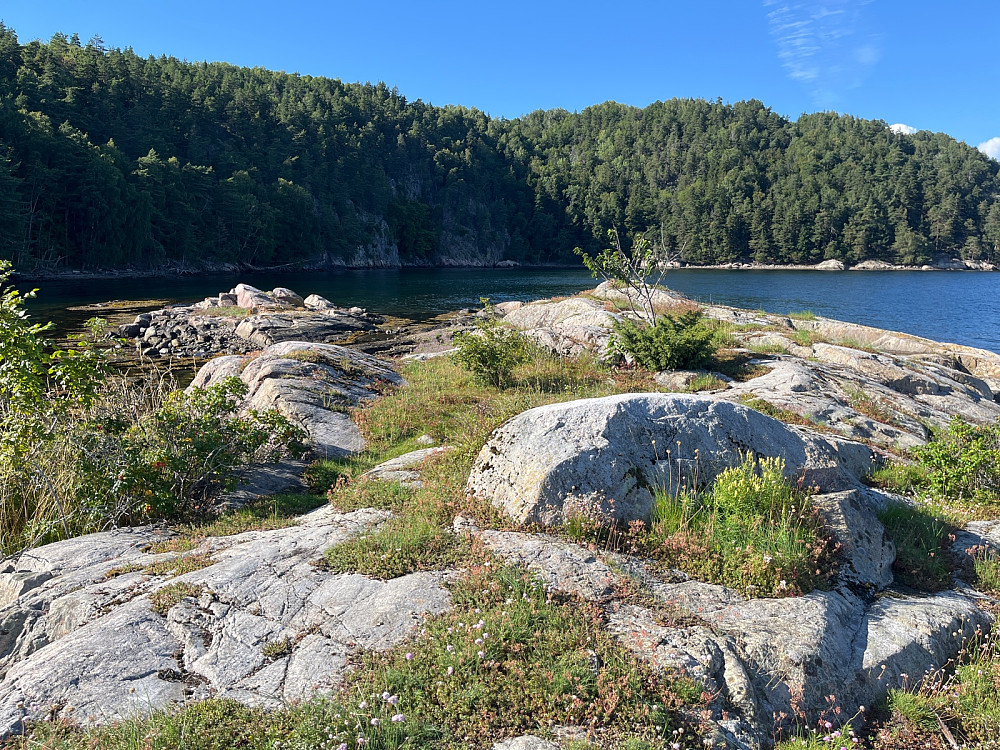 Selskjæra