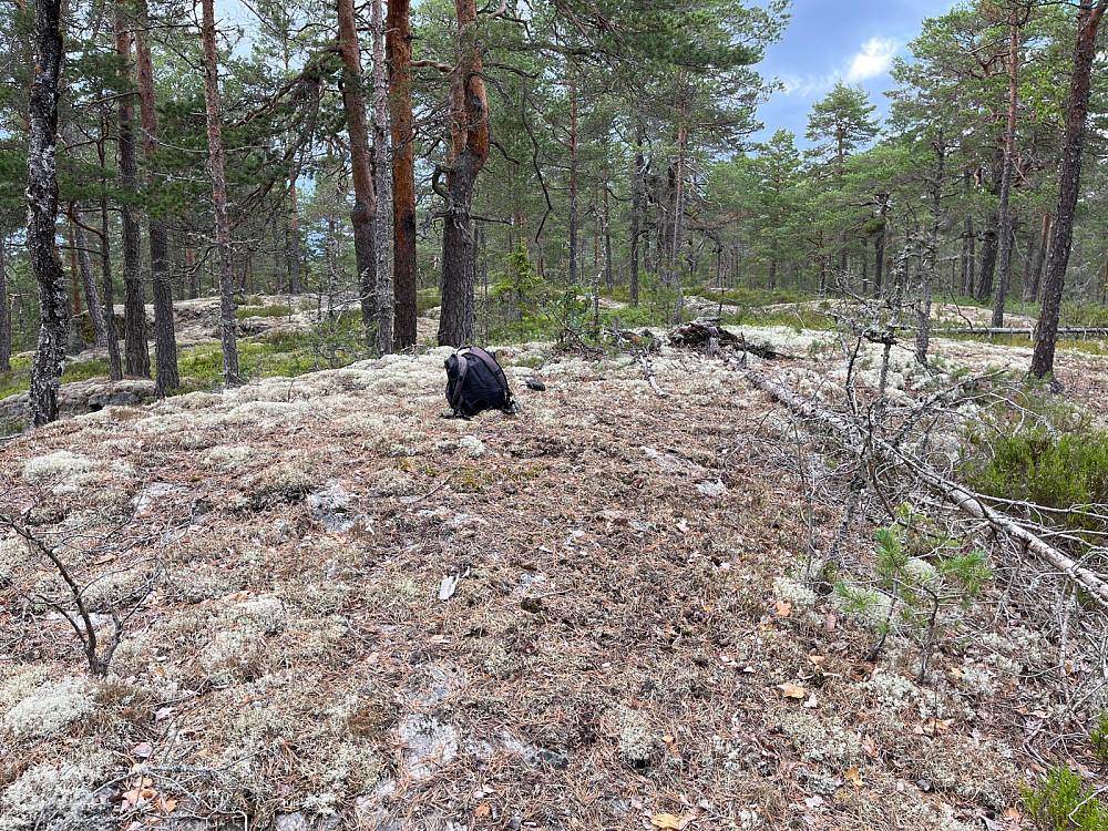 Piggåsen