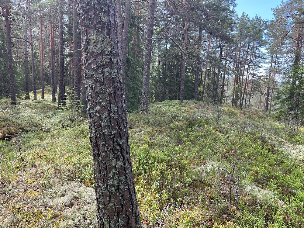 Toppen av Sagstuåsen