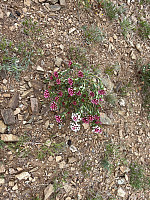 Osten_20240528_6655c4037dd8c.jpg