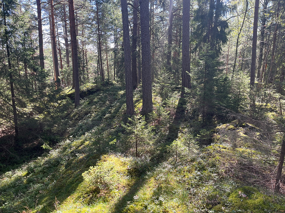 Skogutsikt sørover