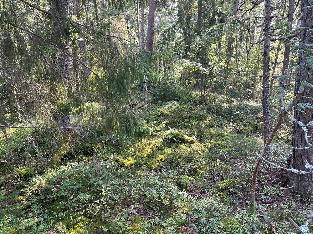 Toppen av Torvøya