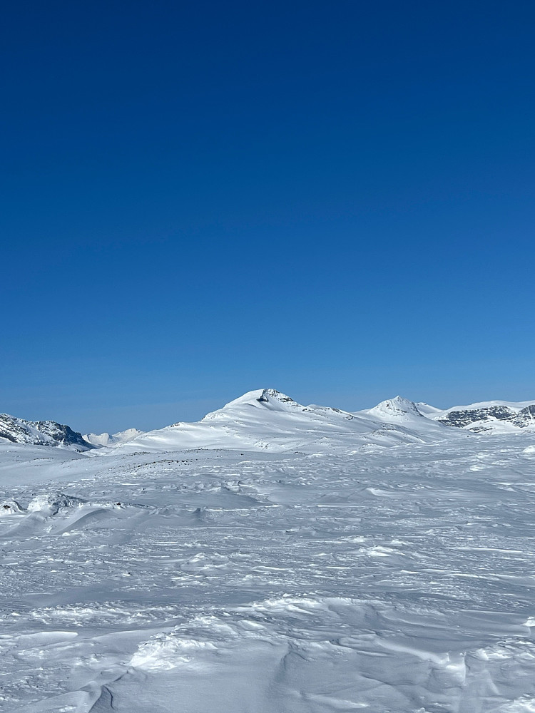 Tordnose og Naushornet